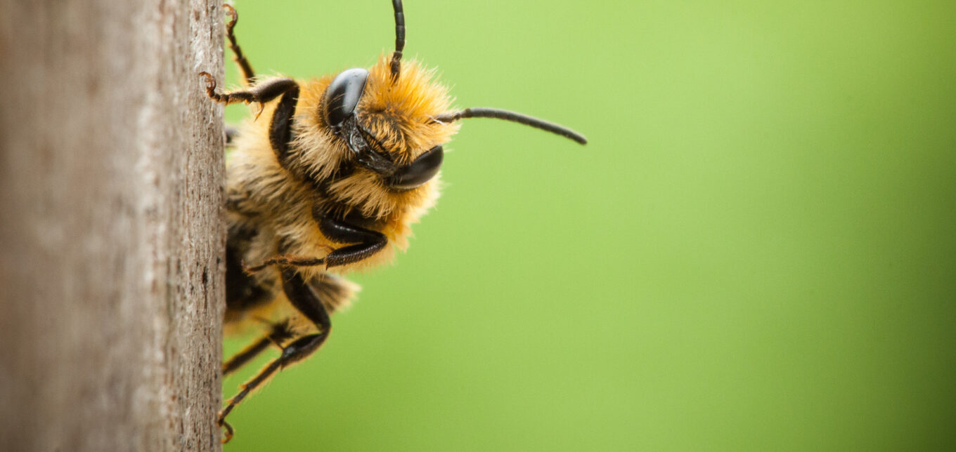 How to Attract Bees and Other Native Pollinators With a Foraging Habitat – Mother Earth News - Vimarsana News
